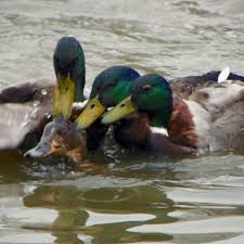She reschedules a date she can't make. Why You Might See Horny Ducks Murdering Each Other In London Parks At This Time Of Year Mylondon