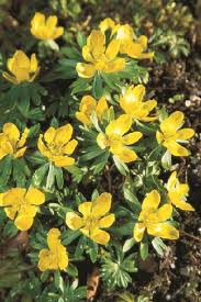 Check spelling or type a new query. Deer Resistant Bulbs Garden Design