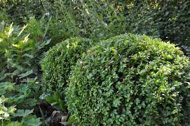 Check spelling or type a new query. Buxbomsjukan Ar Etablerad Vaxtforum