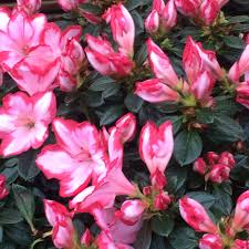 Maybe you would like to learn more about one of these? Rhododendron Japonica Sachenstern Azalea Pink Sachenstern In Gardentags Plant Encyclopedia