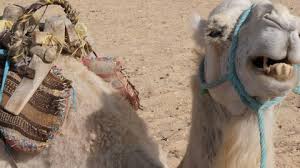 Hd00:09extreme closeup portrait of hungry purebred puppy pug playing and licking transparent glass for fun, isolated over white. Camel Teeth Stock Video Footage 4k And Hd Video Clips Shutterstock