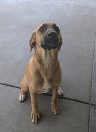 Salina Animal Services