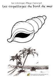 coloriage coquillage 03 vacances cerf