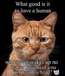 Pin By Ruth Bourdon On Animals Birds Reptiles Mammals Reptiles Fish Invertebrates Amphibians All Creatures Great And Small Funny Cat Memes Cats Funny Memes
