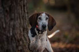 Here, your favorite looks cost less than you thought possible. Hound Photography Portfolio Sc Dog Photographer Southern Sound Photography