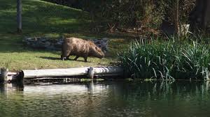 A partir de allí, los anfibios que viven en manada se convirtieron en una preocupación más para los conductores. X1w Qy1tohhm4m