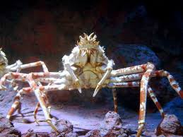 Put the crab upside down into rapidly boiling water, bring back to the boil then start timing 12 minutes per kilo. Spider Crabs Can You Eat How To Catch Catch And Fillet