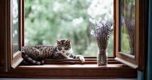 How can i tell if my cat. Is Lavender Safe For Cats Purewow