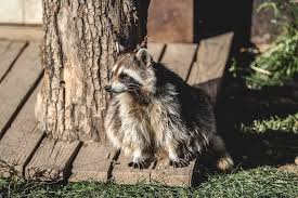 As with other natural repellants, this works better with raccoons that are just passing through the area. How To Protect Your Garden From Raccoons Citi I O