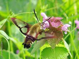 Check spelling or type a new query. The Hummingbird Moth Trekohio