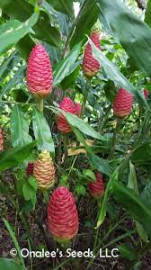 Pinecone Ginger Shampoo Ginger Rhizomes Zingiber Zerumbet Ginger Rhizome Ginger Plant Ginger Flower