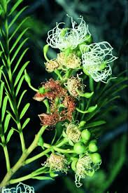 Image result for Cordyla