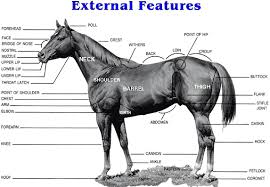 Horse Anatomy Pictures Think Like A Horse Rick Gore