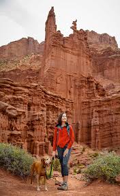 Zuchon shichon teddy bear dogs for adoption / rehoming Traveling With Your Pet In Moab Utah