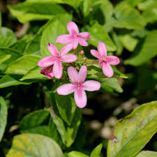 Image result for Ruspolia seticalyx