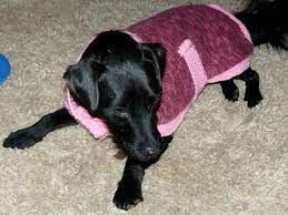 Cats get cold, too, so use this free knitting pattern to keep them warm. 19 Dog Sweater And Coat Free Knitting Patterns Guide Patterns