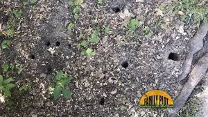 Here are a three ways to fill a chipmunk hole and ensure it won't be excavated again. Q A Should I Worry About These Holes In My Beds Youtube