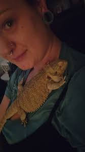 How do bearded dragons behave during brumation?