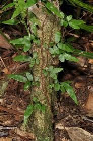 Image result for Arthropteris