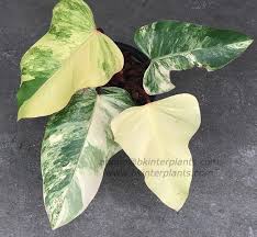 Philodendron Red Emeral Var Leaf Very Rare Beautiful Free Phyto Don T Miss Philodendron Plant Philodendron Plant Leaves