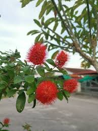 Image result for Combretum sp. A