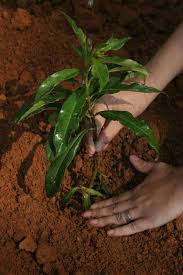 Lightly fork the base and sides of the hole to ensure the soil isn't compacted. Plant A Tree And Celebrate Earth Day Tree Removal