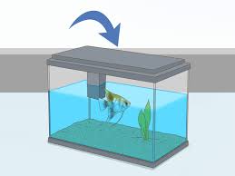 How To Care For An Angelfish 11 Steps With Pictures Wikihow