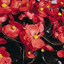 Image result for begonia semperflorens