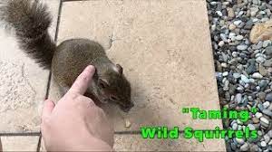 Click here to submit your joke! Achieving A Dream Taming Wild Squirrels Youtube