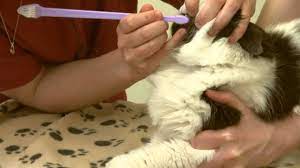 Even cats should brush your teeth (auch katzen sollten zähne putzen). How To Brush Your Cat S Teeth Youtube