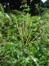 Image result for Arthraxon