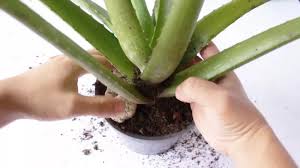 Si vous avez un terrain en pente, il sera idéal pour y planter l'aloès, car l'eau ne stagnera pas sous la plante. How To Plant Aloe Vera With Pictures Wikihow