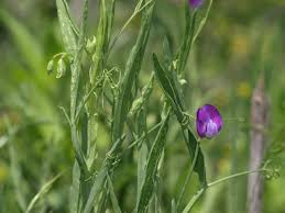 Image result for Lathyrus hirsutus