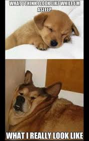 Sooooo True Snoring Is Involved Too Sleep Howdoilooksleeping Avonnow Avonnation Neeceesav Funny Dog Memes Funny Animal Pictures Funny Animal Memes