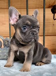 Beautiful super small male messages for more pics and videos i can deliver only 2 to 3 hours away. Blue French Bulldogs The French Bulldog