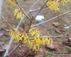 Image result for Hamamelis mollisi