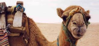 So these lines stretched across thousands of kilometers, caravans employing hundreds of camels, traveling tied together by ropes from their noses to the tails of, of the camels in front them, often in clusters of five. Caring For Camels At The Pushkar Camel Fair Spana