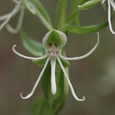 Image result for Habenaria nyikana