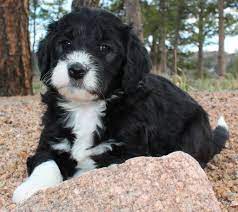 Join our community of paw lovers across the u.s. Bordoodle Bordoodle Puppies