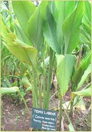 Jika dilehat daripada gambar temu lawak ini, daunnya seakan kunyi biasa. Jual Daun Temulawak Temu Lawak Leaf Segar Curcuma Zanthorrhiza Herbal Alami Di Lapak Nikida Store Bukalapak
