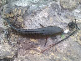 Ketahui kandungan gizi ikan pari di sini info sehat klikdokter com. Manfaat Ikan Gabus Untuk Ibu Hamil Agar Kandungan Tetap Sehat