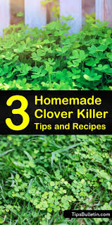 Your search for best white clover weed killer will be displayed in a snap. 3 Homemade Clover Killer Tips And Recipes