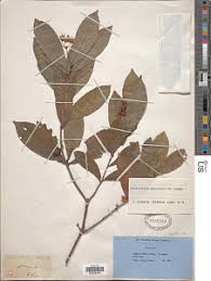 Image result for Rhabdophyllum welwitschii