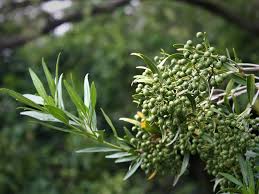 Image result for Pavetta cataractarum