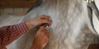 Virginia Owners Advised To Have Horses Vaccinated The Horse