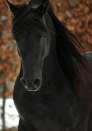 Sadece 2 Dakika Da Goz Alti Torbalarinizdan Kurtulmak Ister Misiniz Https Www Youtube Com Watch V C3vzqonkrva Horses Wild Horses Pretty Horses