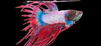To treat fin rot, any bacterial treatment will work. Betta Fin Rot Symptoms Causes Treatment With Pictures