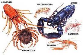 Crostacei apprezzati in tutto il pianeta per la bontà delle loro carni gli astici e le aragoste sono venduti a caro prezzo a causa delle difficoltà nella pesca e a stock che non vivono in uno stato di salute eccellente. Gastronomia Miraggio Acqui Terme I Crostacei Freschi Piccola Delucidazione Gli Astici E Gli Scampi Hanno Le Chele E La Coda A Ventaglio Sempre Coda A Ventaglio Ma Lunghe Antenne Al