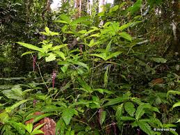 Image result for Petiveriaceae