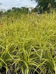 Image result for Scirpus pendulus